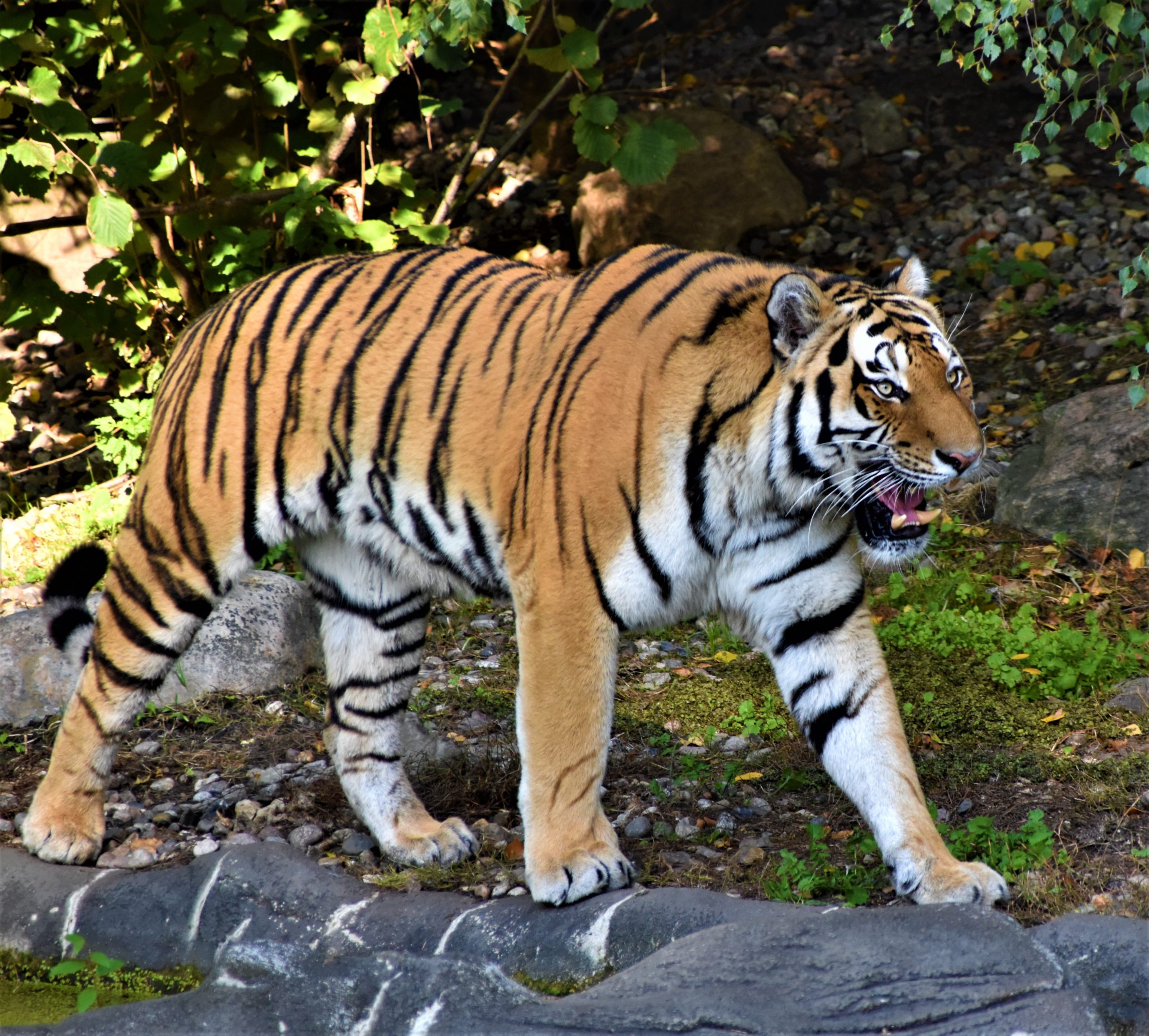 Manor Wildlife Park Tenby